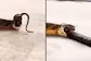 Watch: King Cobra Throws Up 3 Snakes In Middle Of Road